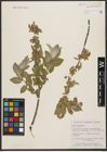 Foto von Salix syrticola Fernald